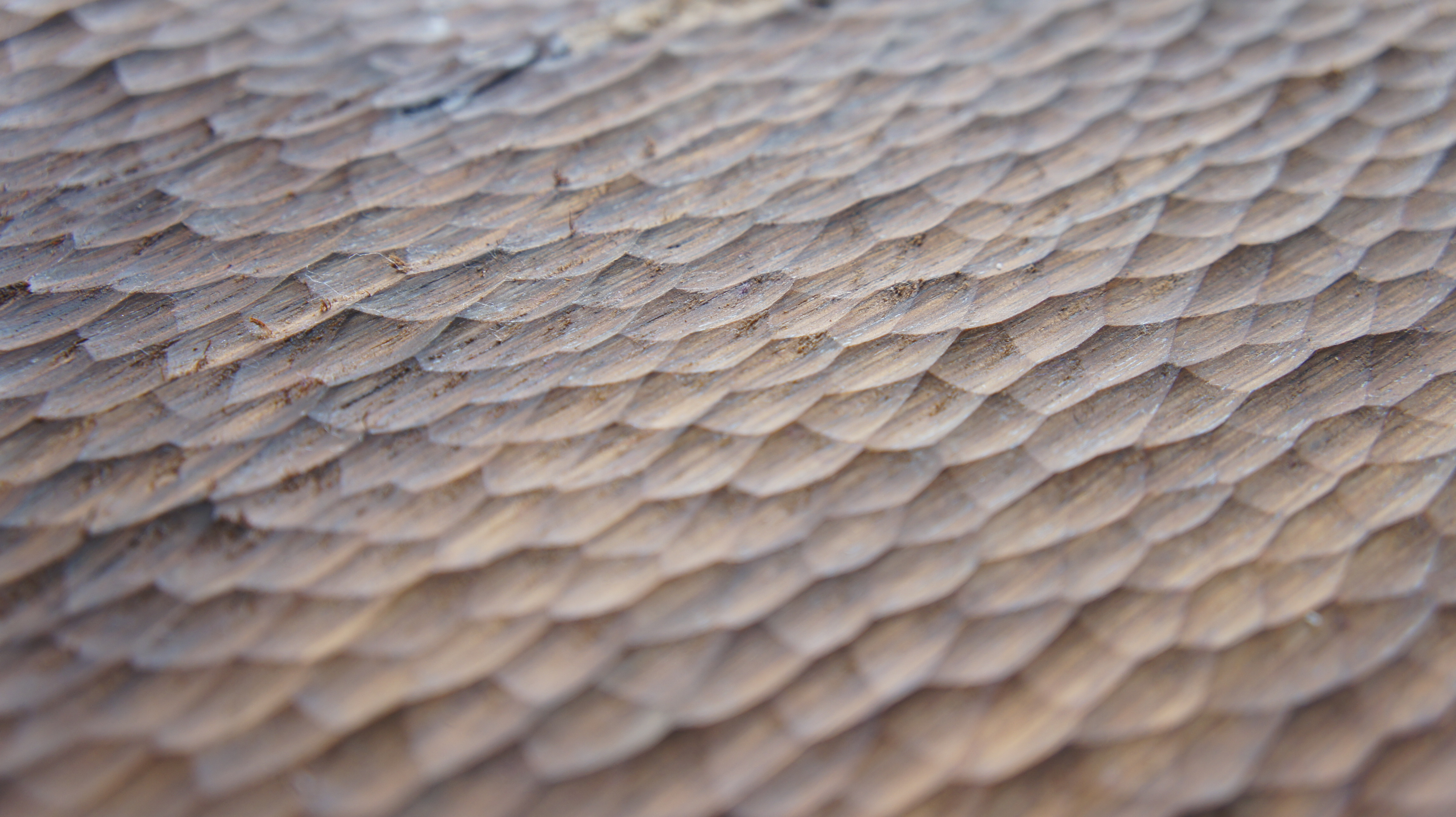 Texturing Shell Helix SHELL I – Handcrafted Textures & Hand Texturing for Walls and Flooring ...